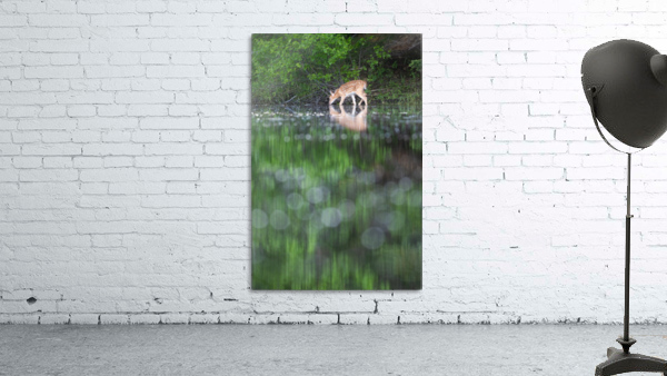 Reflexion  Wall Preview