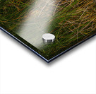 White Egret with Reflection Acrylic print