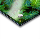 Small Philodendron Cluster Acrylic print