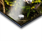 Butterfly Pea Acrylic print