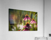 Echinacea Acrylic Print