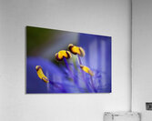 Spider Wort Acrylic Print