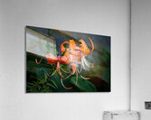 Tiger Lilies Acrylic Print