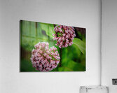 Milkweed Acrylic Print
