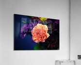 Salmon Carnation Acrylic Print