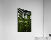 Palm Frond Backlit Acrylic Print