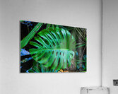 Split Leaf Philodendron Acrylic Print