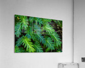 Small Philodendron Cluster Acrylic Print