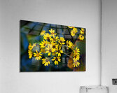 Small Yellow Flowers Acrylic Print
