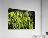 Backlit Grasses Acrylic Print