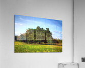 Ancient Live Oak Acrylic Print