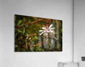 Tarflower Acrylic Print