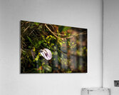 Butterfly Pea Acrylic Print