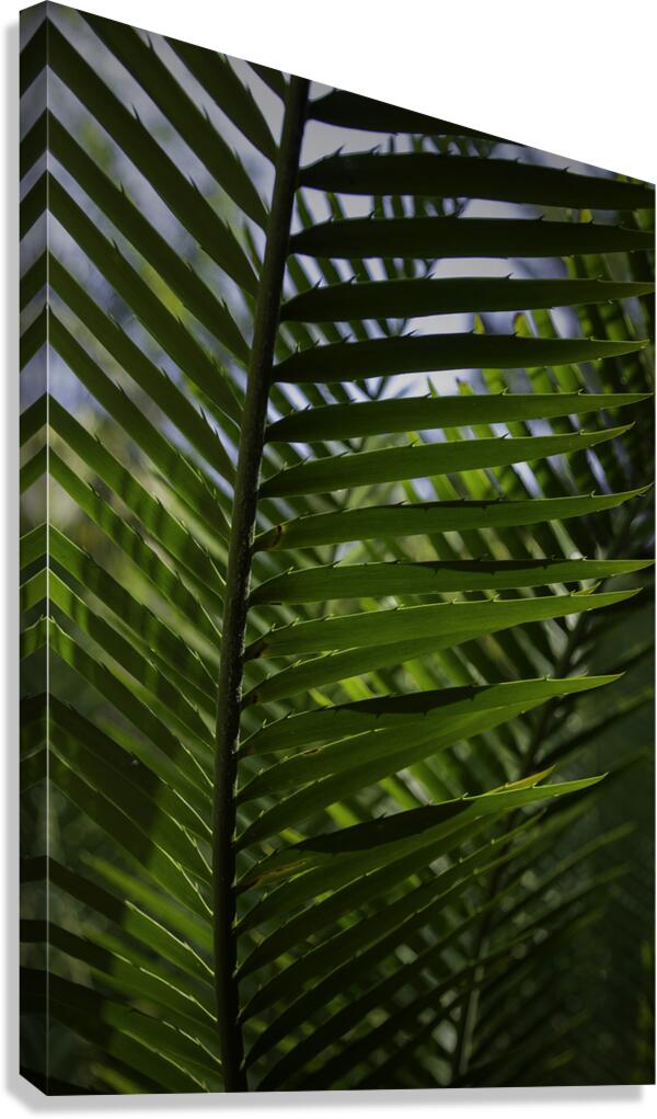 Palm Frond Backlit Canvas Print