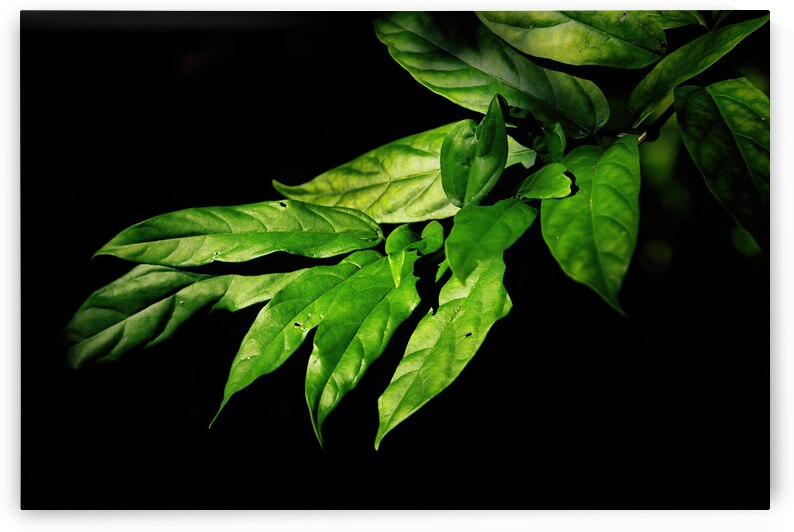 Green Leaves on Black by Jerry Clement