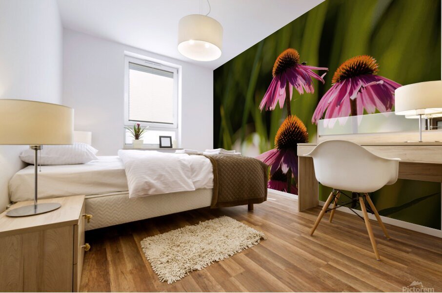 Echinacea Mural print