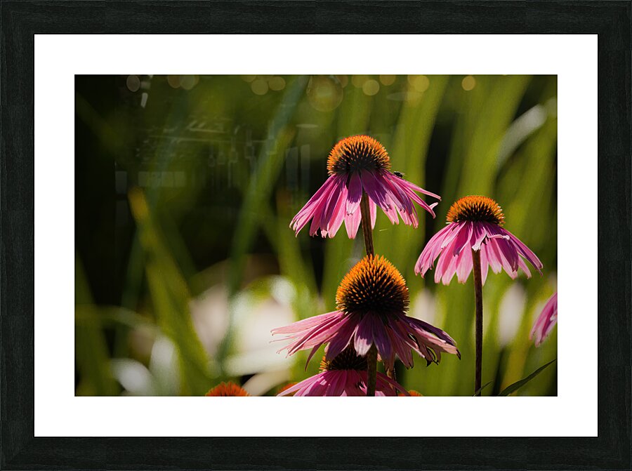 Echinacea Picture Frame print