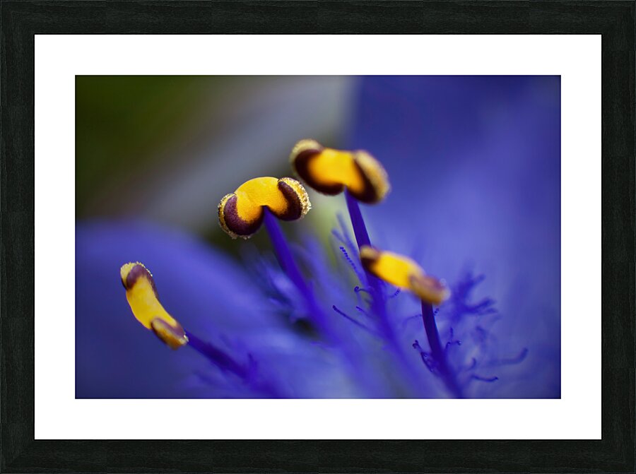 Spider Wort Picture Frame print