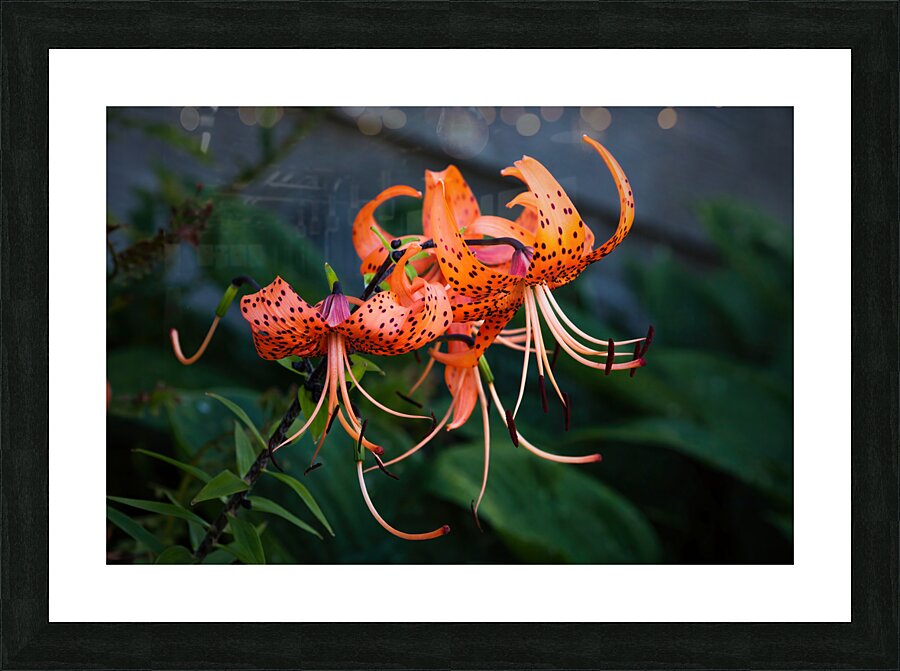 Tiger Lilies Picture Frame print