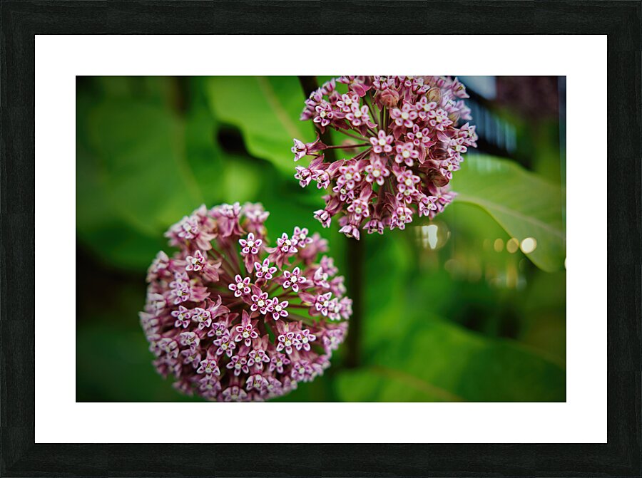 Milkweed Picture Frame print
