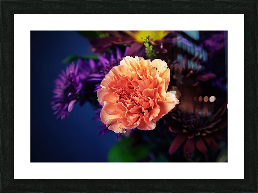Salmon Carnation Picture Frame print