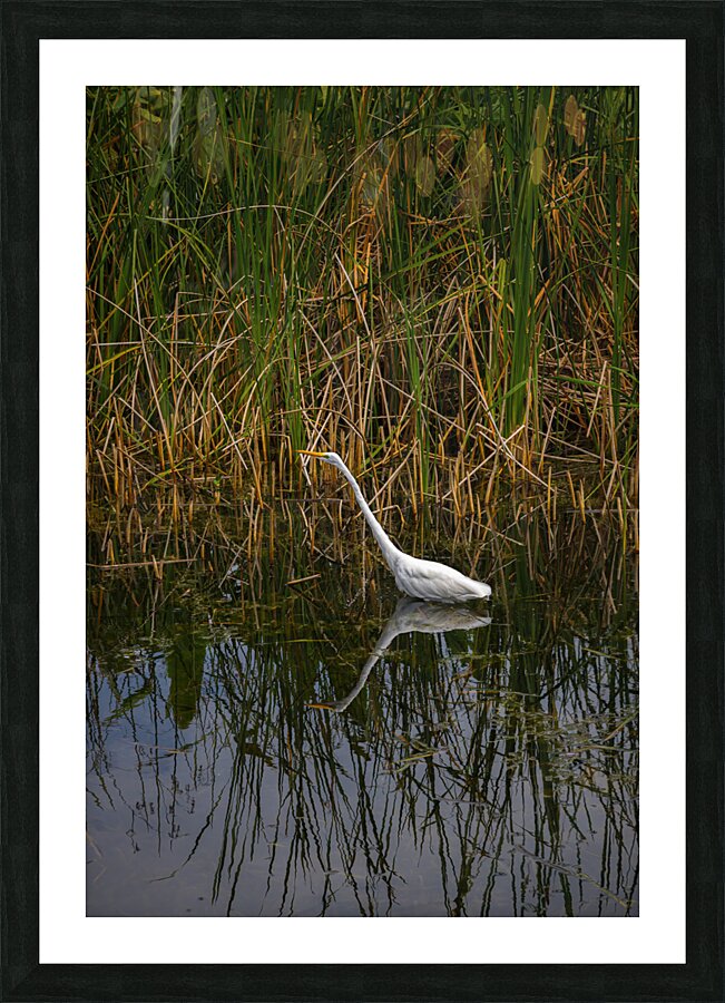 White Egret with Reflection Picture Frame print