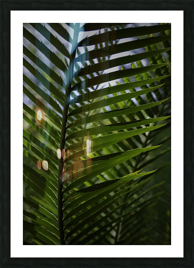 Palm Frond Backlit Picture Frame print