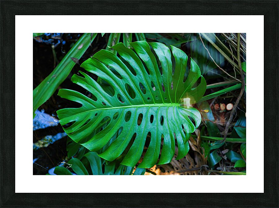 Split Leaf Philodendron Picture Frame print
