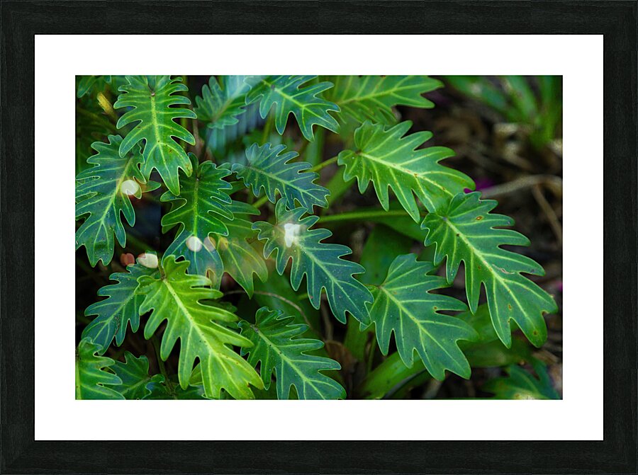 Small Philodendron Cluster Picture Frame print