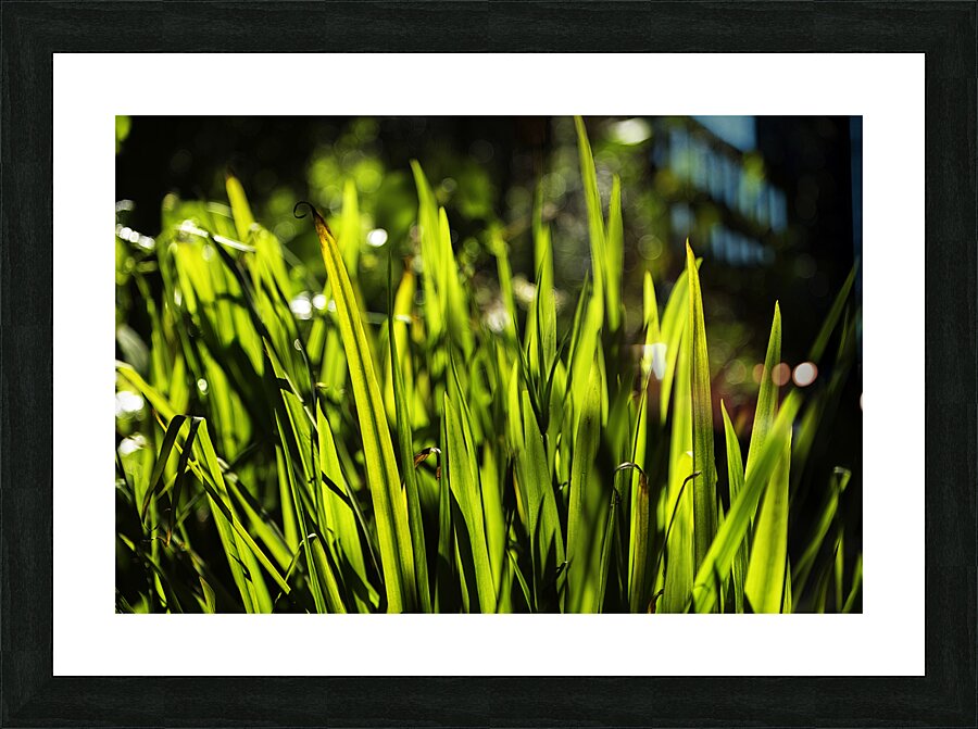 Backlit Grasses Picture Frame print