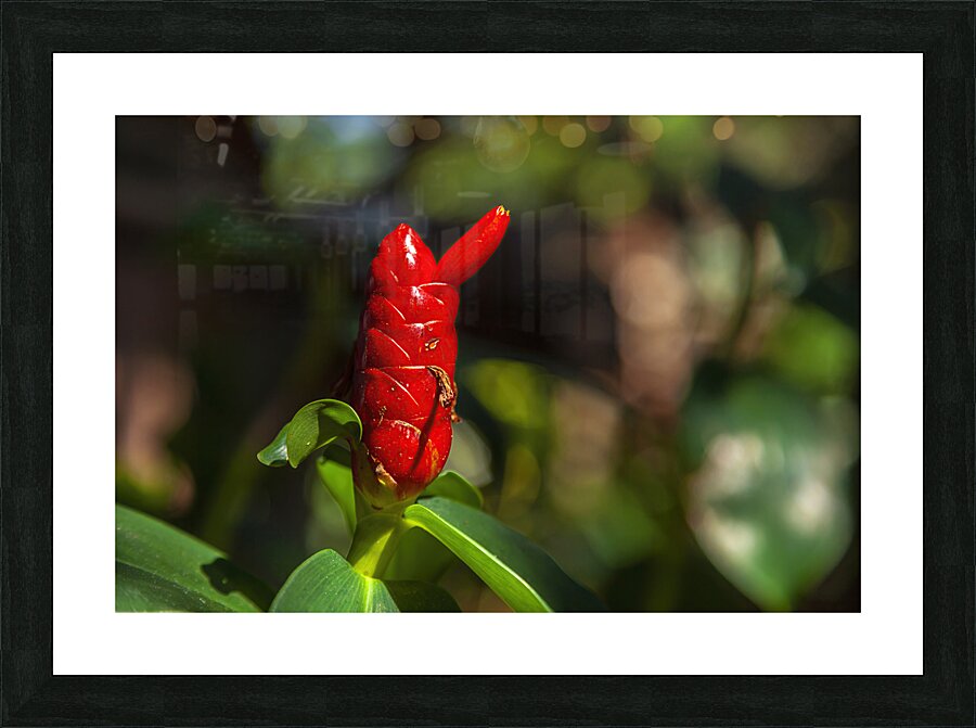 Spiral Ginger Picture Frame print