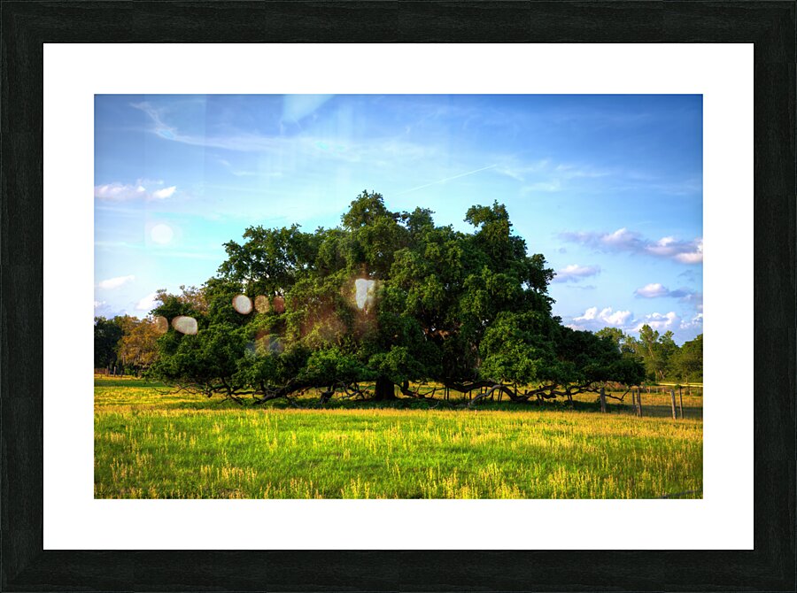 Ancient Live Oak Picture Frame print