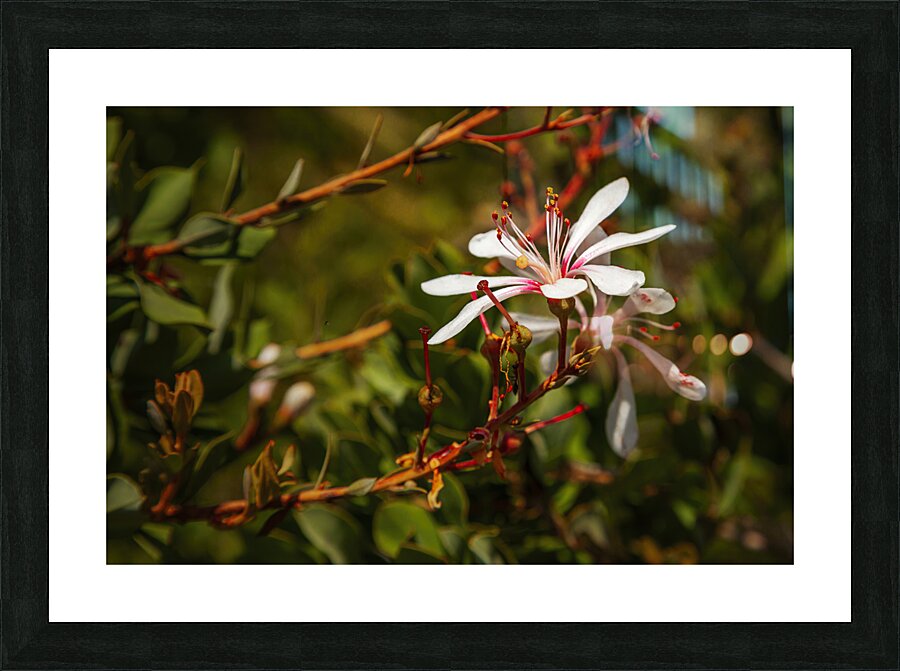 Tarflower Picture Frame print