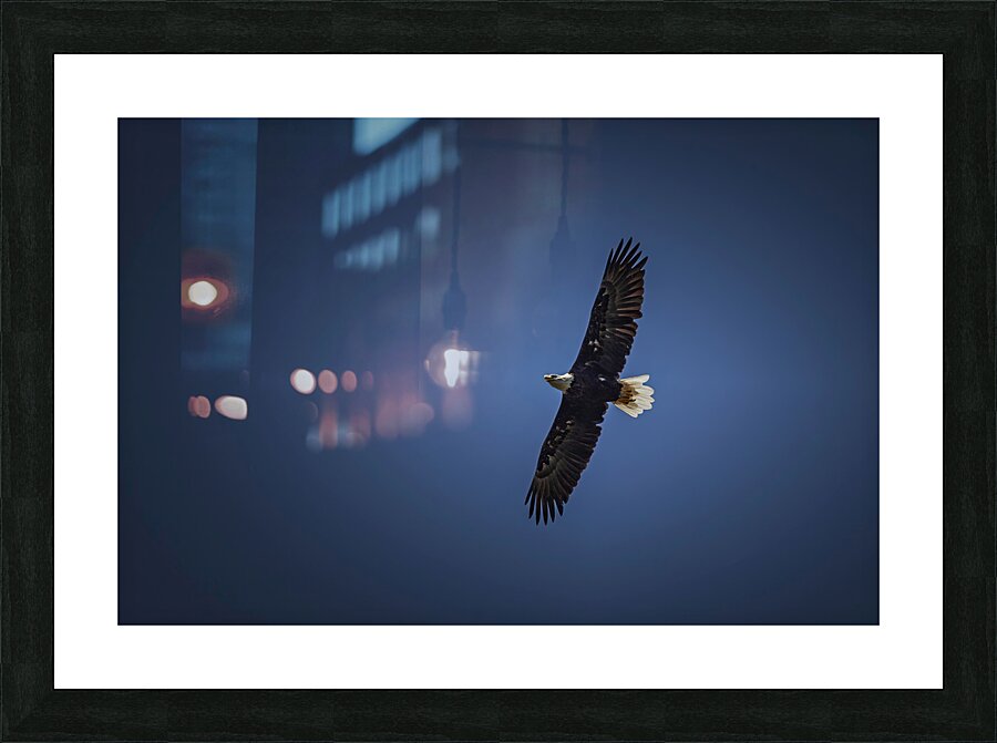 Soaring Bald Eagle Picture Frame print