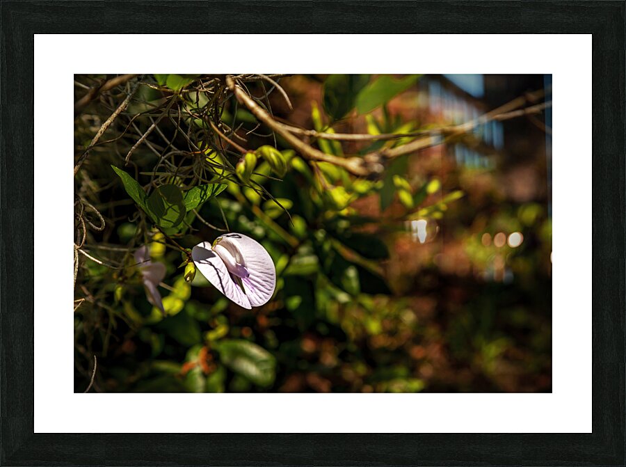Butterfly Pea Picture Frame print