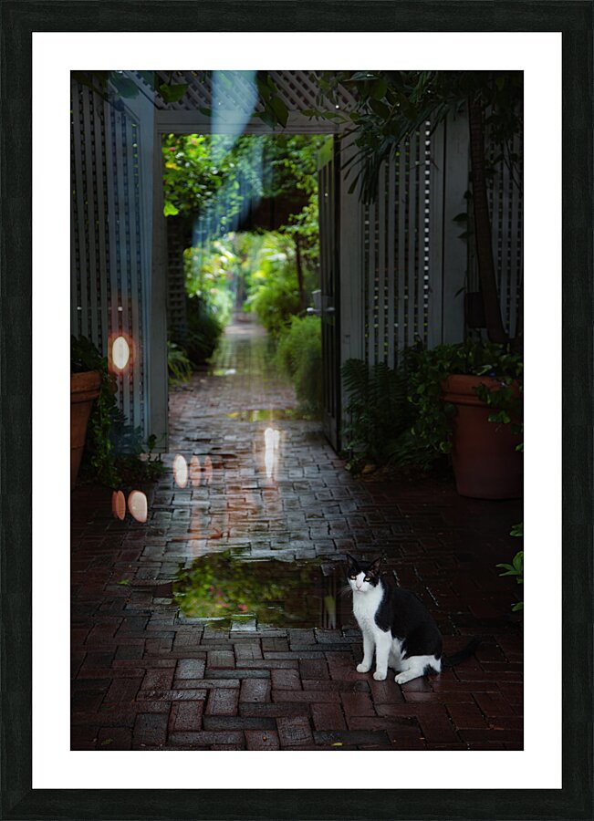 Cat at the Gate Picture Frame print