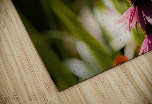Echinacea Jerry Clement puzzle