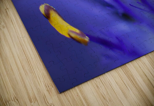 Spider Wort Jerry Clement puzzle