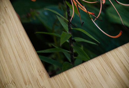 Tiger Lilies Jerry Clement puzzle