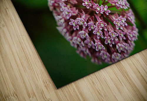 Milkweed Jerry Clement puzzle