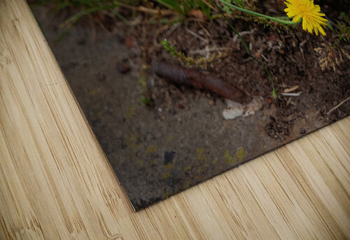 Survival Jerry Clement puzzle