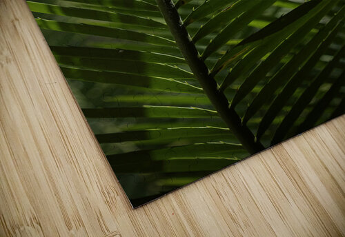 Palm Frond Backlit Jerry Clement puzzle