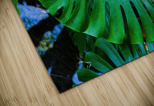 Split Leaf Philodendron Jerry Clement puzzle