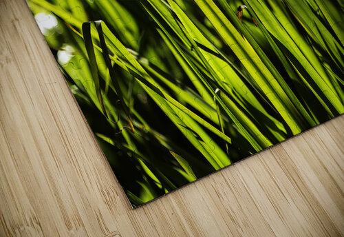 Backlit Grasses Jerry Clement puzzle