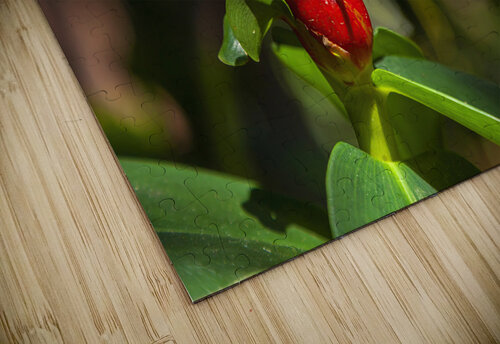 Spiral Ginger Jerry Clement puzzle