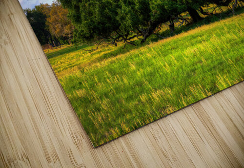 Ancient Live Oak Jerry Clement puzzle
