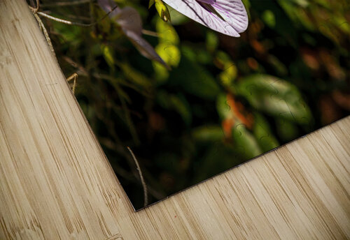 Butterfly Pea Jerry Clement puzzle