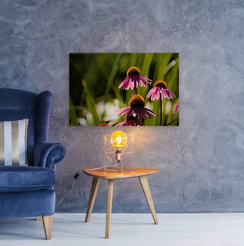 Echinacea Reproduction