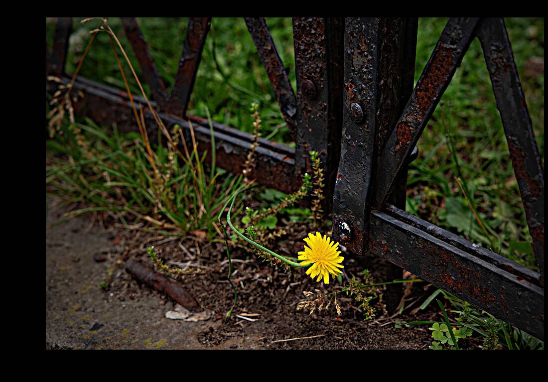 Survival Reproduction