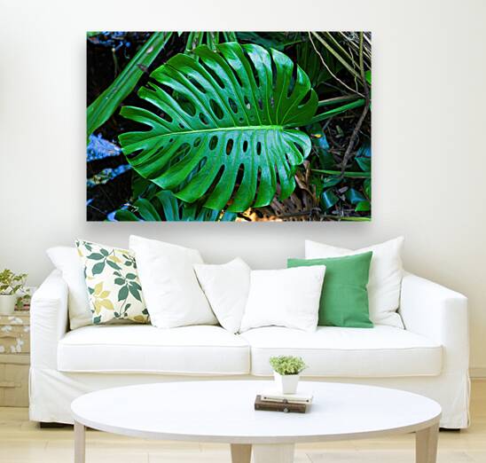 Split Leaf Philodendron Reproduction